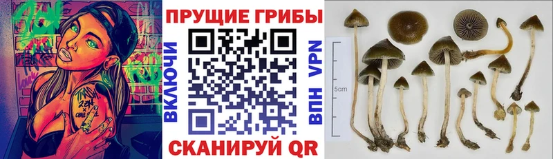 Галлюциногенные грибы мицелий  купить закладку  Нягань 